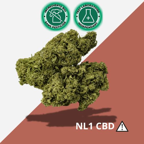 Pack découverte NL1 🌿3 variétés de fleurs Premium