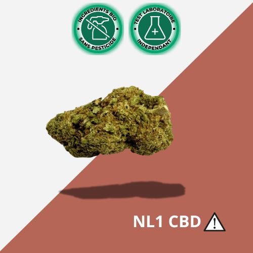 Pack découverte NL1 🌿3 variétés de fleurs Premium